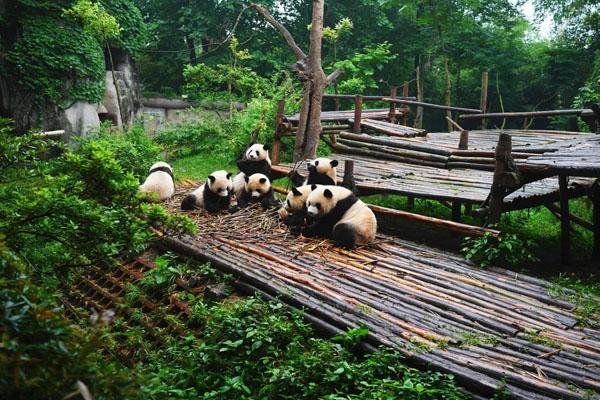 2023成都大熊猫基地一日游攻略 游玩路线推荐